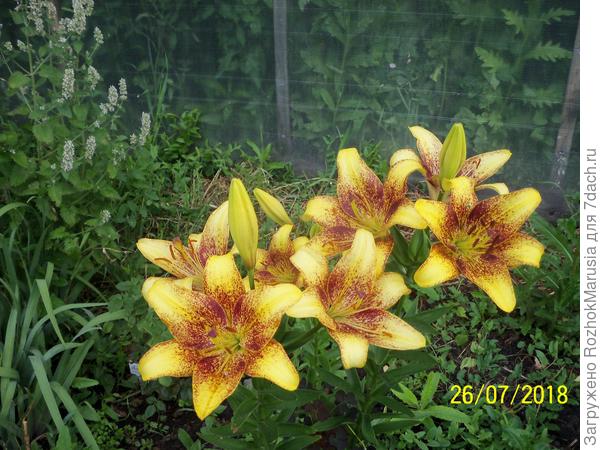 Азиатка Лайонхарт