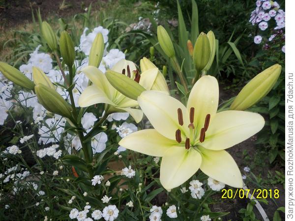 Азиатка Аполло