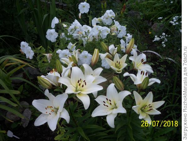 Азиатская лилия Навона на фоне петунии