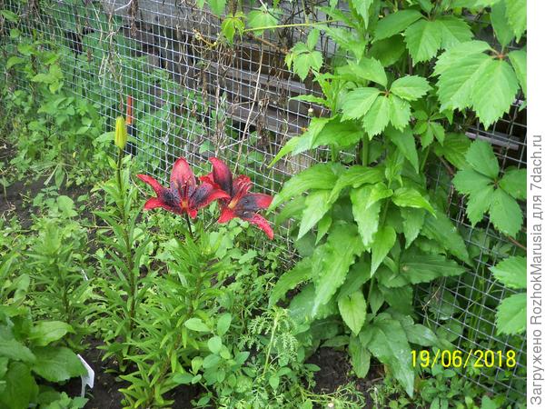 Азиатка Лондон Харт