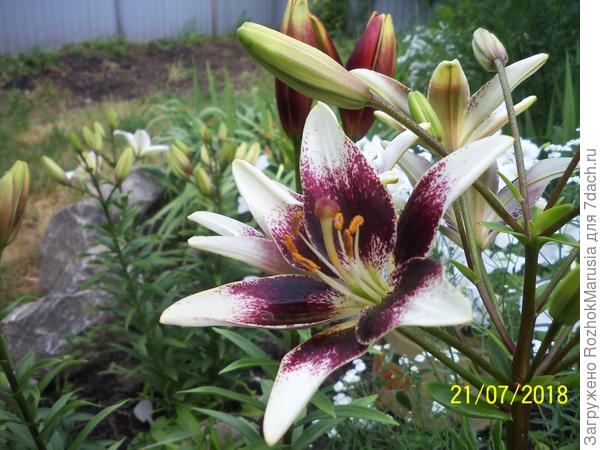 Азиатка Сентерфолд