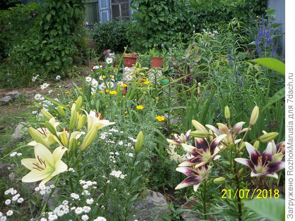 Азиатка Сентерфолд