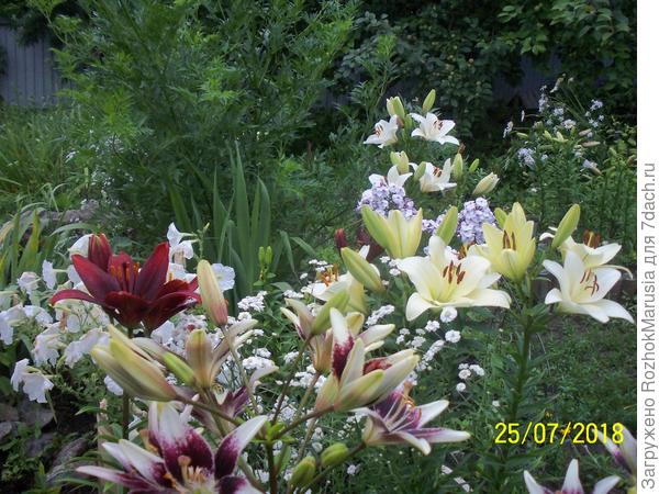 Вальс лилий