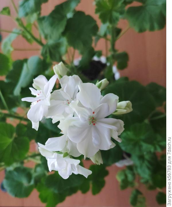 Пеларгония с белыми махровыми цветками