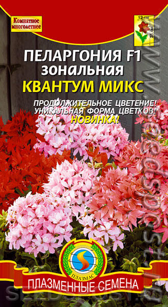 Пеларгония Квантум со звездчатыми цветками