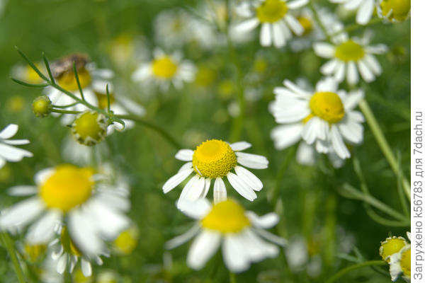 Она же крупным планом