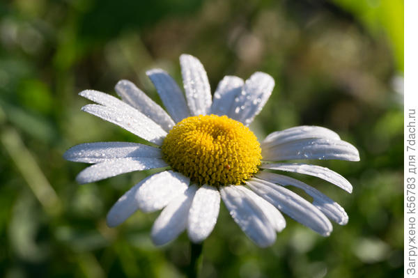 Ромашка-нивяник (поповник) в моём саду.