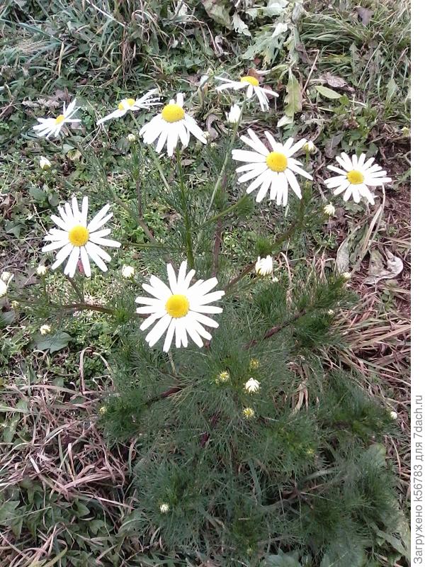 Кустик ромашника непахучего выглядит более пушистым, чем ромашка аптечная