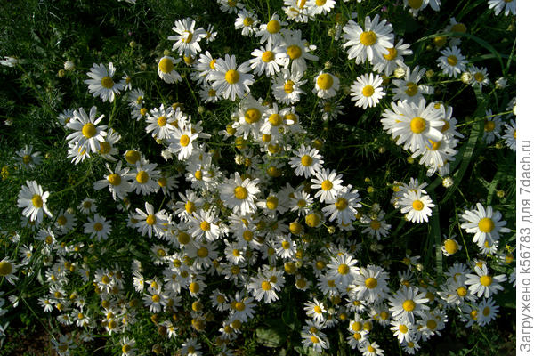 Ромашка аптечная в саду