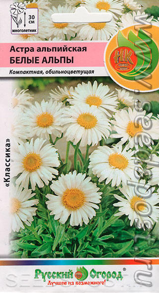 Эта астра - просто находка для цветоводов