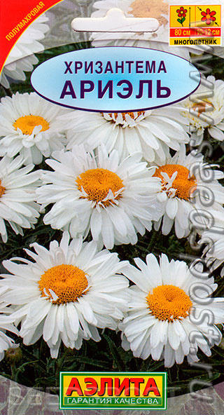 https://seedspost.ru/catalog/semena/semena_tsvetov/mnogoletnie/khrizantemy_mn/khrizantema_ariel_0_1_g/?pos=1&page=1