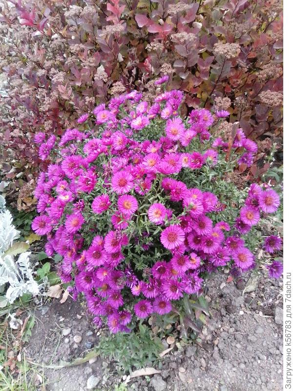 Астра кустарниковая Дженни