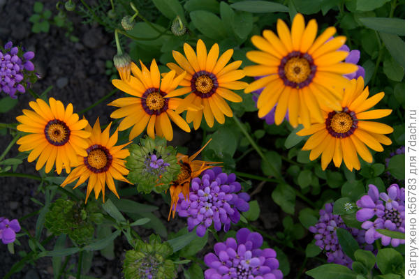 Урсиния - желто-оранжевая "ромашка" с укропными листьями в компании ибериса.