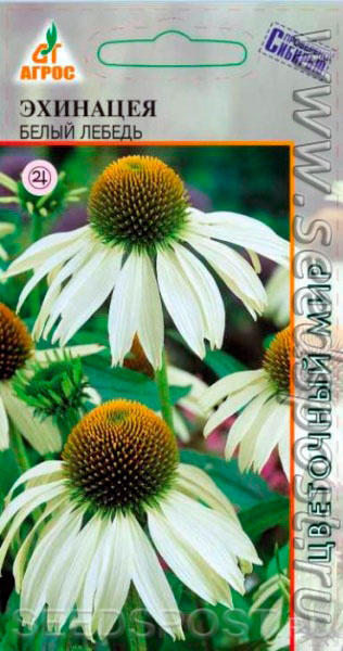 Белая эхинацея очень похожа на ромашку