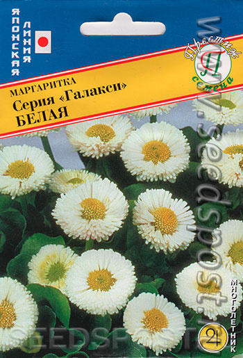 Маргаритки тоже похожи на ромашки