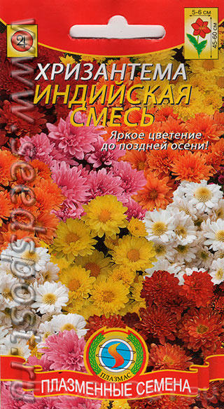 Хризантема