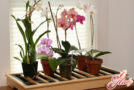 орхидея отцвела