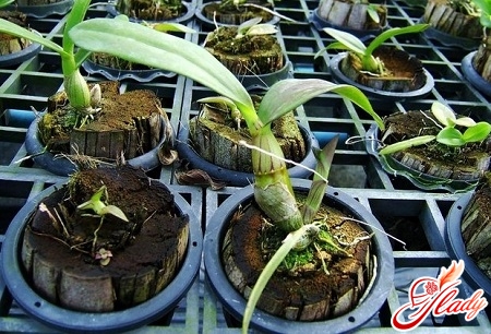 вянут цветы у орхидеи