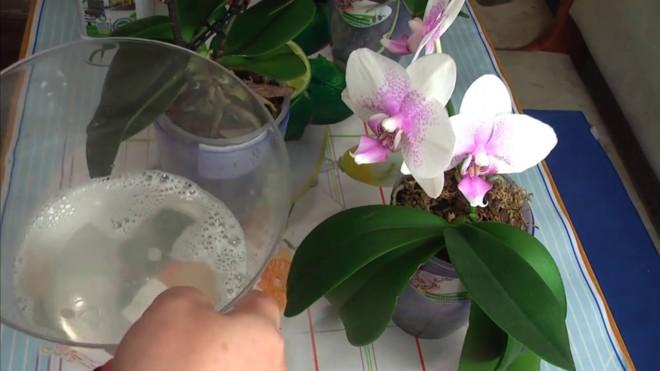 Протирание листьев Орхидей