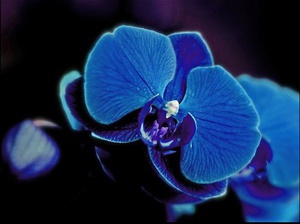 Голубая орхидея в домашних условиях