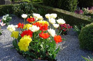 Сорт растений и цветов для кладбища