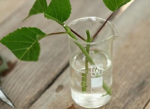 Способ размножения роз отращиванием корней черенков в воде
