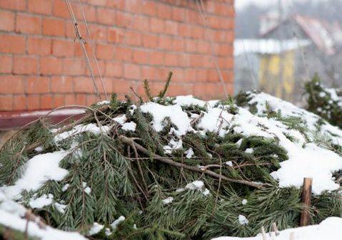 укрытие растения хвойными ветками на зиму