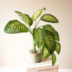 Диффенбахия - уход в домашних условиях