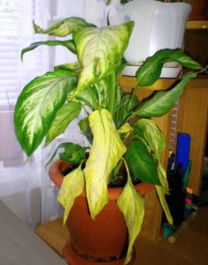 Диффенбахия болезни