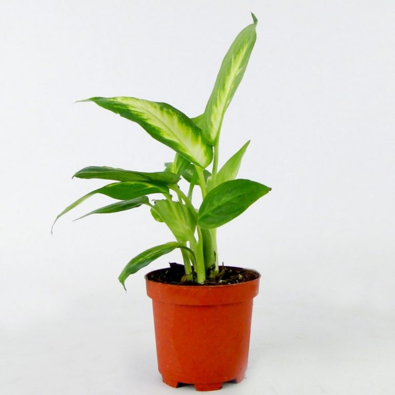 Диффенбахия Камилла