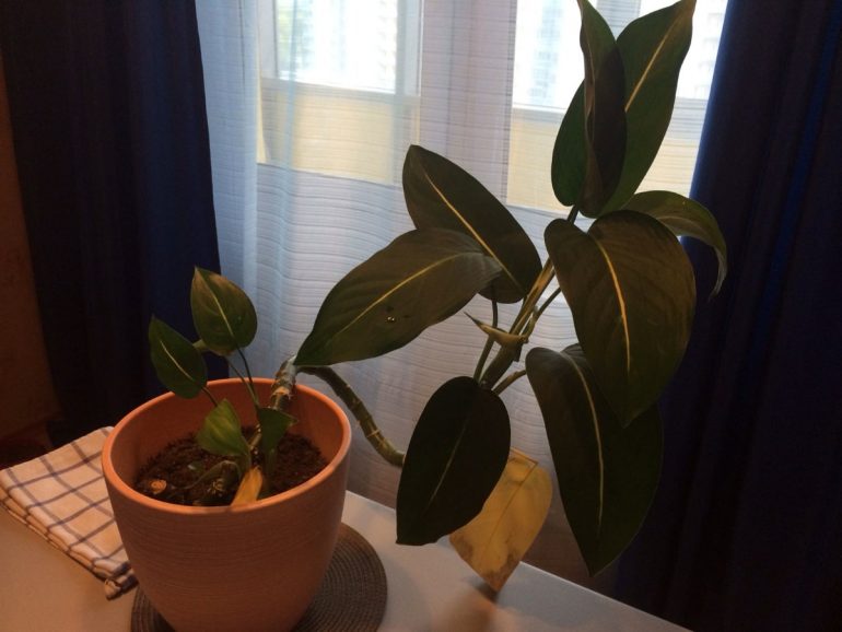 Диффенбахия Леопольда