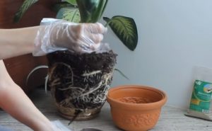 Диффенбахия пересадка