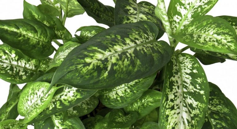 диффенбахия Пятнистая
