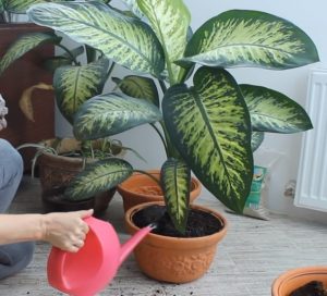 Диффенбахия полив