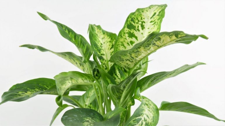 диффенбахия Сегуина