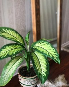 Диффенбахия - уход в домашних условиях