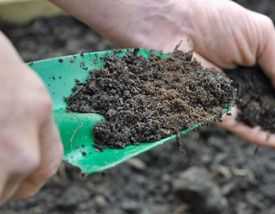 чем подкормить смородину осенью