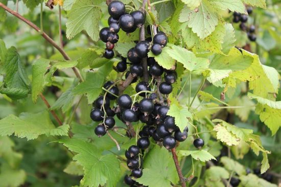 чем удобрять смородину осенью