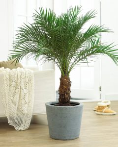 Финиковая пальма: особенности выращивания из косточки в домашних условиях, пересадка и уход 