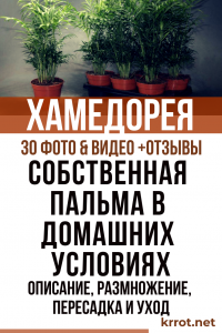 Хамедорея – своя собственная пальма в домашних условиях: описание, размножение, пересадка и уход (30 Фото & Видео) +Отзывы