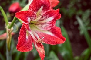 Цветок гиппеаструм домашний — многоликий гибрид: описание, виды, уход, выращивание, размножение и другая полезная информация (160 Фото) +Отзывы