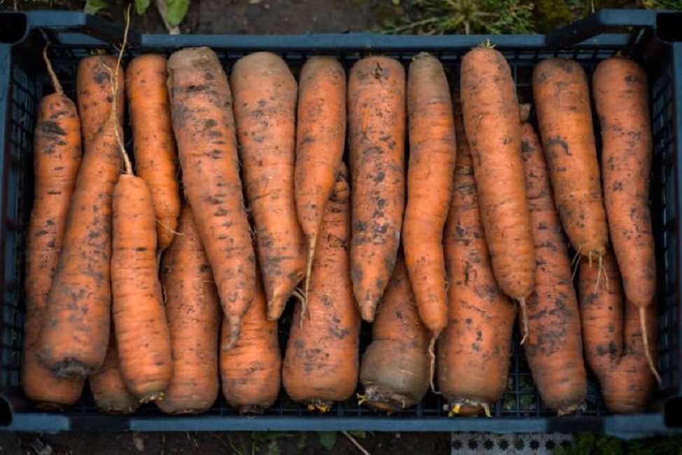 Собранный урожай моркови, отсортированный по размерам корнеплодов