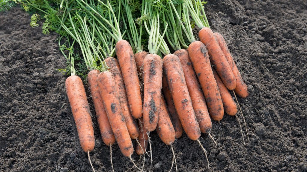 [Инструкция] Как сохранить урожай моркови: описание 12 способов хранения (Фото & Видео) +Отзывы