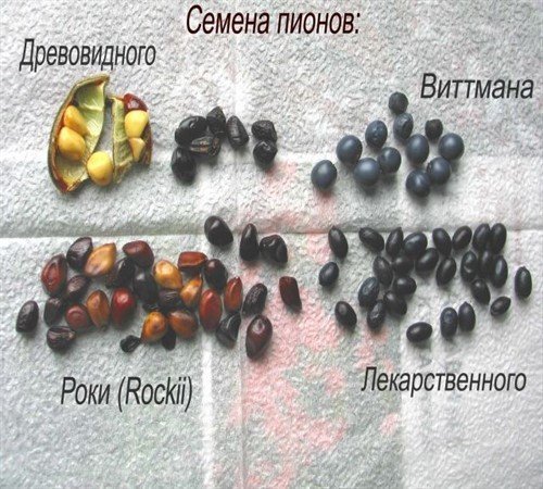 Семена разных видов пиона