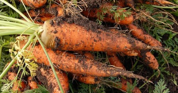 Признаки спелости моркови