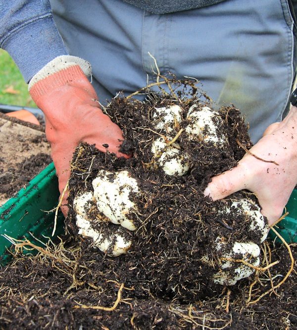 Очищение луковиц лилий от почвы