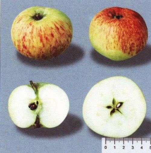 Плод яблока сорта Коричное полосатое