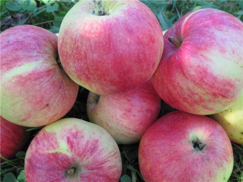 Урожай спелых яблок