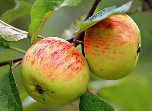 Зрелые яблоки на ветке дерева