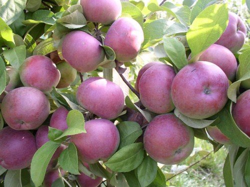 Созревающие яблоки на дереве
